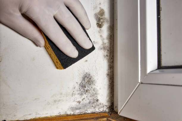 Best Commercial Mold Inspection  in Valencia West, AZ